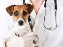 Plano de Saúde Para Animais | Preço de Convênio Médico