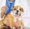 Plano de Saúde Para Cães | Preço de Convênio Médico