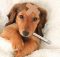 Mundo pet: Quais as doenças mais comuns em cachorros