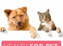Plano de saude para cachorro em SP: Health for Pet